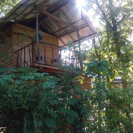 شقة Angry Birds Tree House هاباران المظهر الخارجي الصورة